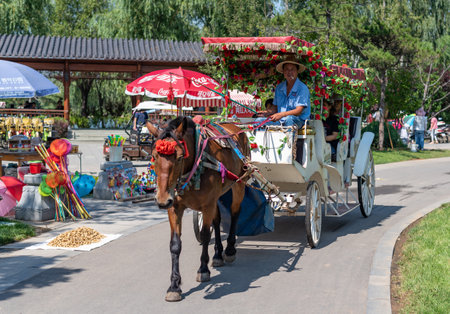 Unidentified man with a horse-drawn carriage at the annual Chiang Mai Flower Festival.のeditorial素材