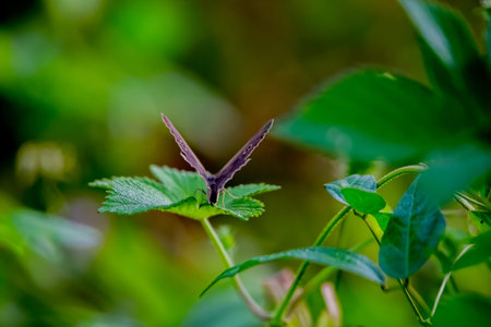butterfly on green leaf with blur background, beautiful photo digital pictureの写真素材
