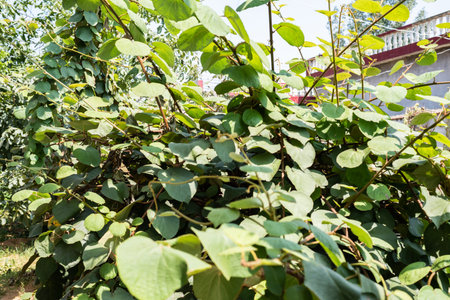 Green leaves of liana plant in garden, Thailand. nature background