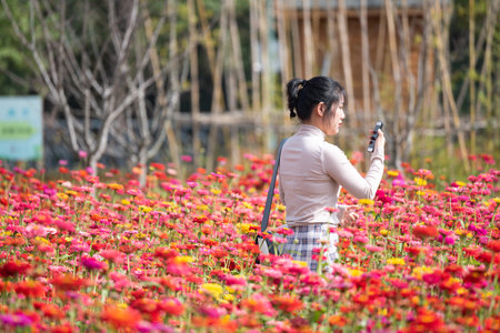 Woman taking picture of colorful cosmos flowers in the garden, Thailand.の写真素材