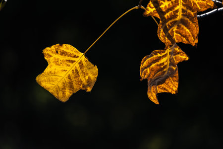 Yellow autumn leaves on a dark background. Shallow depth of field.の写真素材
