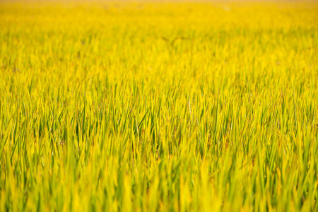 Rice field in Chiangmai, Thailand. Beautiful rice field in Chiangmai, Thailand.の写真素材