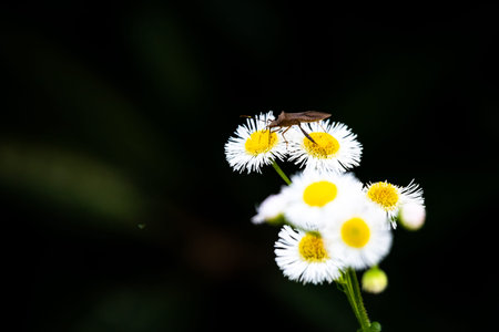 A grasshopper on a white daisy flower with a black background