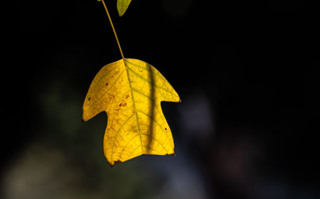Autumn leaves on a black background. Shallow depth of field.の写真素材