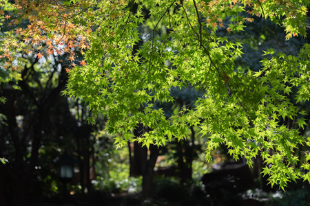 Maple leaves in Japanese garden with sun light in autumnの写真素材