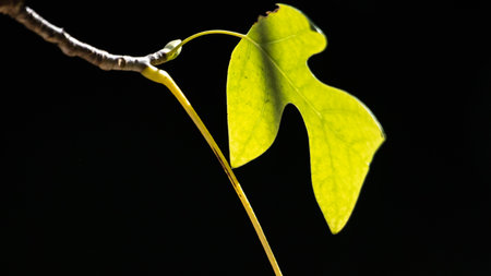 Green leaf on a black background, close-up, macro photographyの写真素材