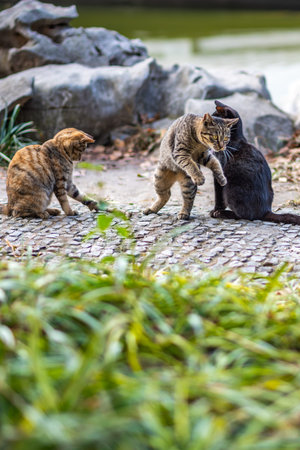 Two stray cats playing in the garden. Selective focus on catの写真素材