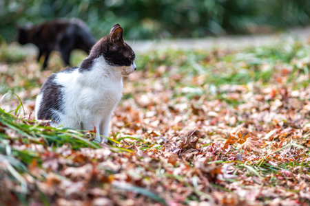 A black and white cat sitting on a path in an autumn park