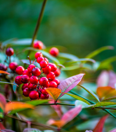 Bunch of red berries on a bush in the autumn forest.