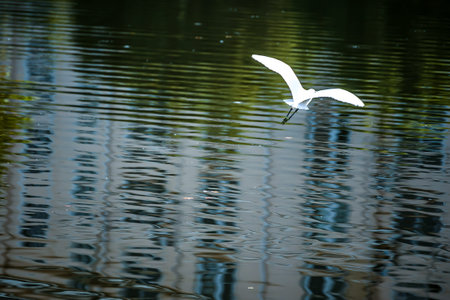 Little egret flying over the lake with reflection in the water.