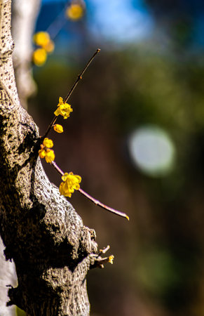 Yellow flowers of the Japanese apricot tree in full bloom.の写真素材