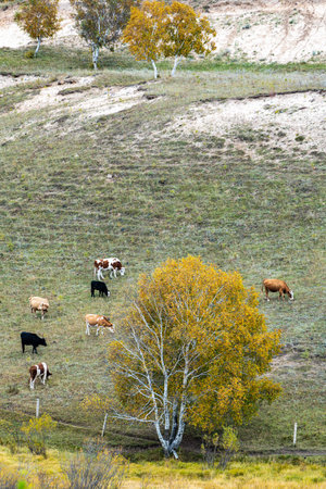 Cows grazing on the meadow in autumn. Turkey, Aladaglar