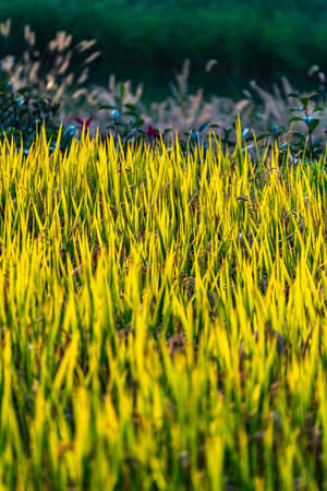 Rice field in Chiangmai province, Thailand. (Selective focus)