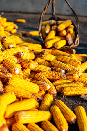 Dried corn on the cob in the basket. Selective focus.