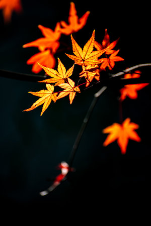 Maple leaves in autumn season, Japan. Selective focus.の写真素材