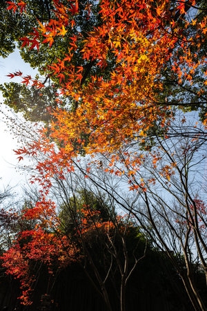 Maple leaves in autumn season in Tokyo, Japan. Nature background.