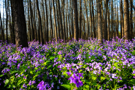 Purple flowers blooming in the forest. Beautiful spring landscape.の写真素材