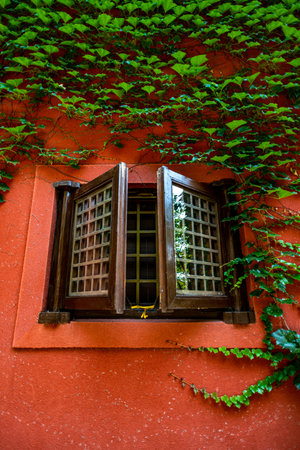 Old wooden window with green ivy on red wall, Thailand.