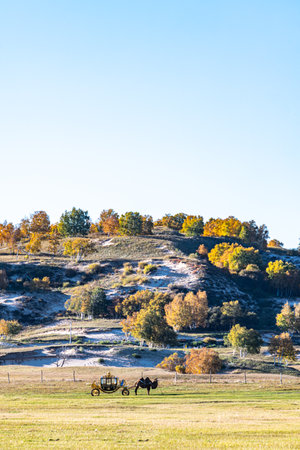 Autumn landscape with yellow trees and horses on the meadow.の写真素材