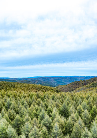 Pine forest in the mountains under the blue sky with clouds.の写真素材