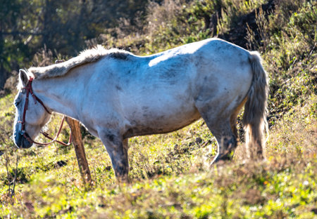 White horse grazing in a meadow on the hillside in autumnの写真素材