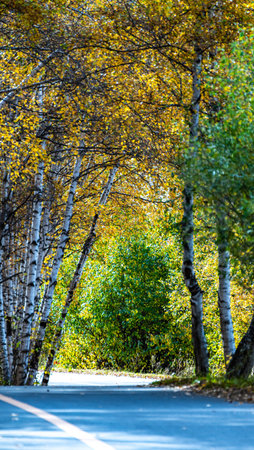 birch forest in autumn colors with blue sky and white clouds