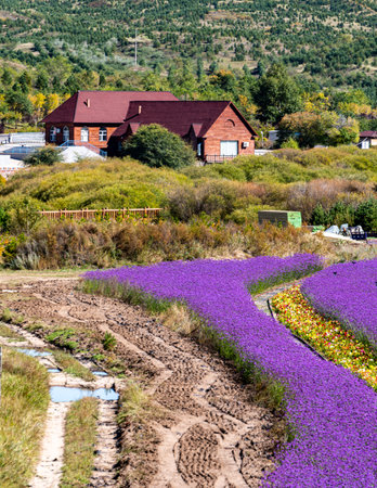 Lavender fields in the countrysideの写真素材