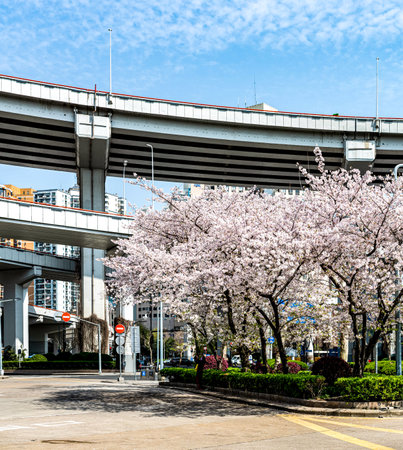 Cherry blossom in Japanの写真素材