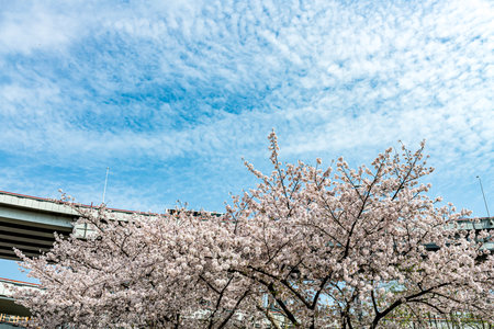 Cherry blossoms in Tokyo, Japan. Cherry blossoms are blooming in spring.の写真素材
