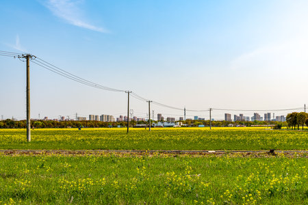 Spring landscape with yellow flowers and blue sky.の写真素材