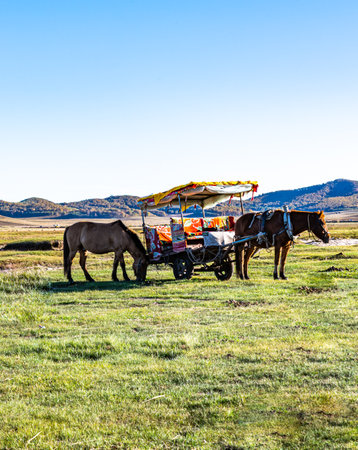 Horses waiting for tourists in the meadow, Utah, USAの写真素材