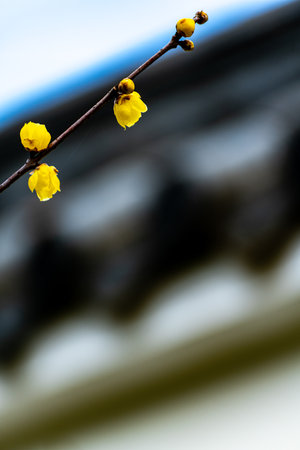 Yellow flowers on the branches of a tree in spring.の写真素材