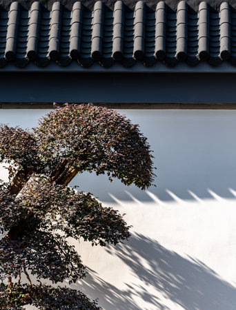 Bonsai tree with shadow on the wall of the house.の写真素材