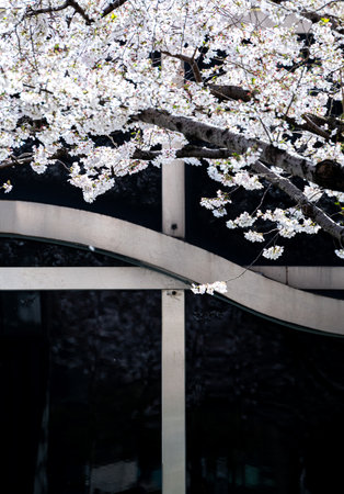 Cherry blossoms in full bloom in Tokyo, Japan. Cherry blossom season is one of the most popular events in Tokyo.の写真素材