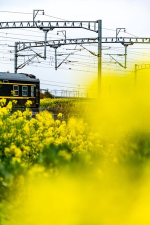Rapeseed field and train in Hokkaido, Japan.