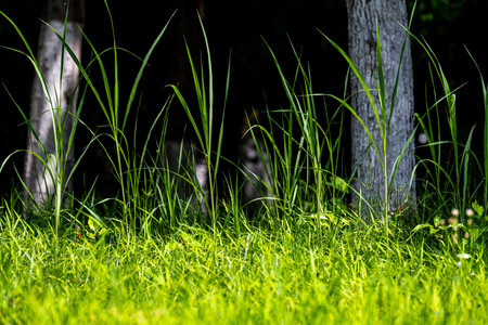 green grass and trees in summer with blur background. latvia.の写真素材