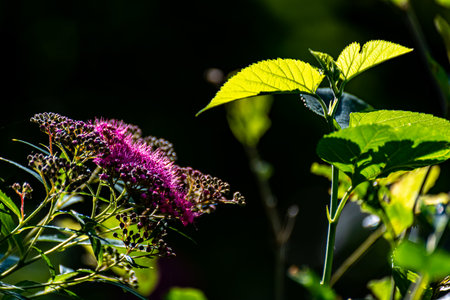 Purple flowers on a green bush in the garden in the summerの写真素材