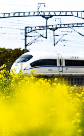train and rape flowers in the countryside, closeup of photo.