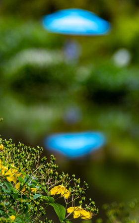 Little yellow flowers in the garden, Thailand. (Selective focus)の写真素材