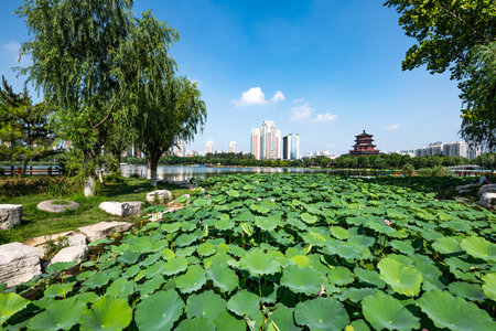 Park with lotus pond in Shenzhen, China. Shenzhen is the largest city in China.の写真素材