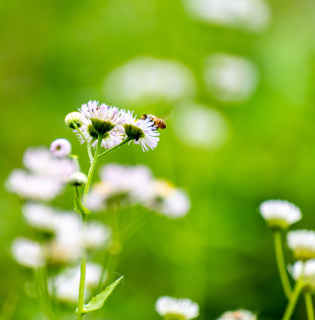 Bee on white flowers in the meadow. Shallow depth of field.
