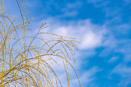 Willow branches against the blue sky with clouds. Spring background.