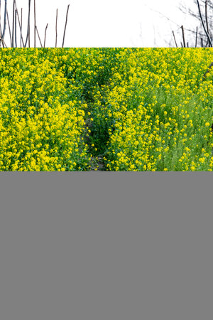 Yellow oilseed rape field in springtime, close-up.の写真素材