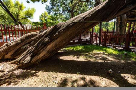 Wooden structure in a park in Barcelona, Catalonia, Spain.の写真素材