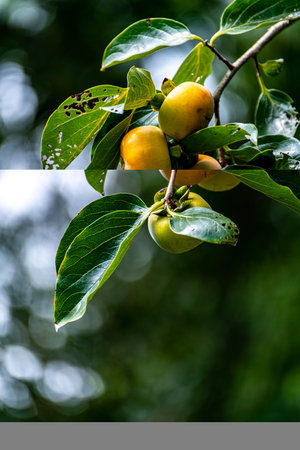 Ripe persimmon fruits on a branch in the garden.の写真素材
