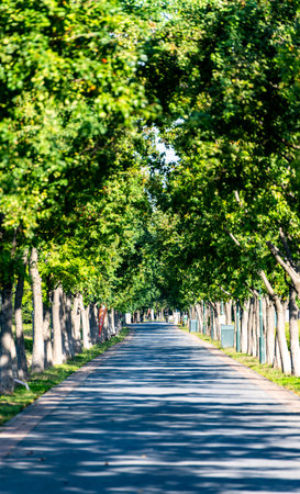Rural road in the city park in sunny day. Summer landscapeの写真素材