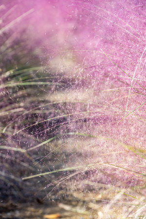 grass flower in the field, close up of grass flower in the fieldの写真素材