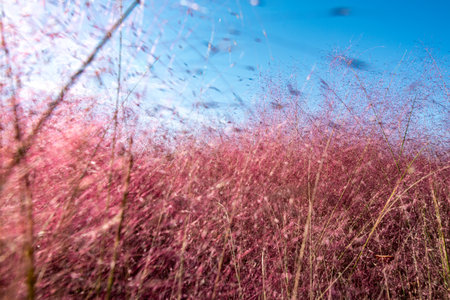 Field of pink grass on blue sky background. Landscape of nature.の写真素材