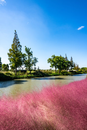 pink grass with blue sky in the park, Chiang Mai, Thailand
