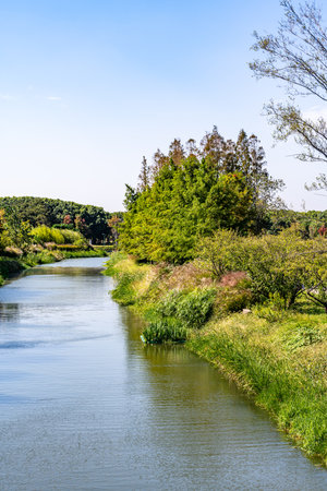 River and trees in the park, beautiful summer landscape, nature seriesの写真素材